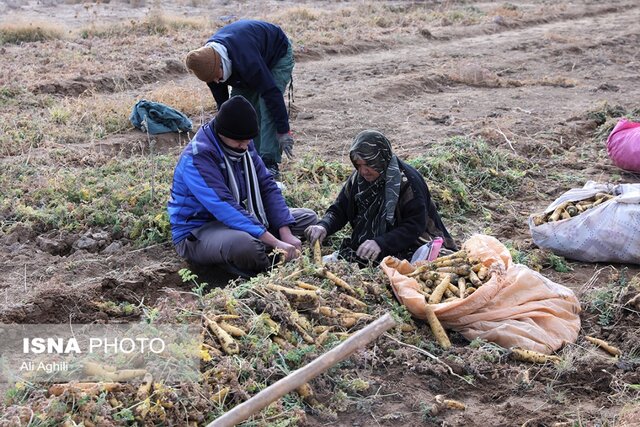 برداشت زردک از مزارع خرانق در یزد 