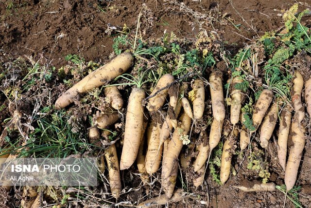 برداشت زردک از مزارع خرانق در یزد