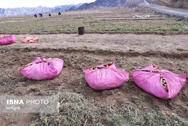 برداشت زردک از مزارع خرانق در یزد