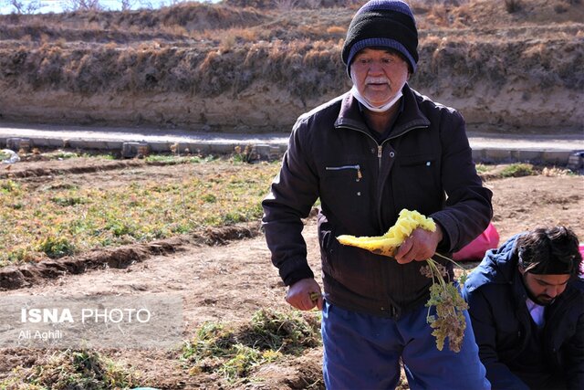 برداشت زردک از مزارع خرانق در یزد