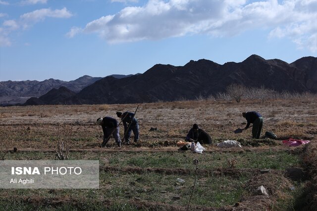 برداشت زردک از مزارع خرانق در یزد