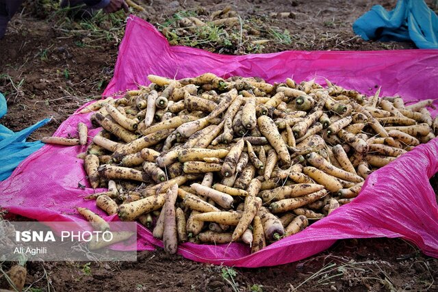 برداشت زردک از مزارع خرانق در یزد