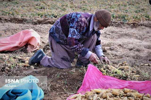 برداشت زردک از مزارع خرانق در یزد