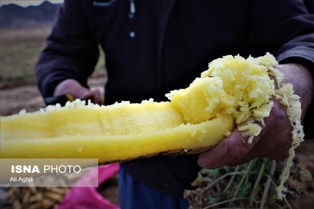 برداشت زردک از مزارع خرانق در یزد
