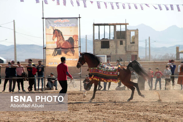 رقابت ۷۰ سوارکار در شو سوارهی مهریز