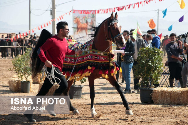 رقابت ۷۰ سوارکار در شو سواره‌ی مهریز 