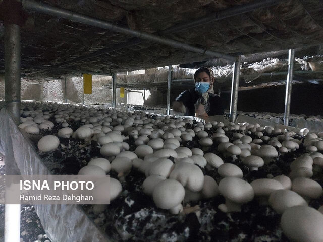 از تولید علوفه و نشاء محصولات گلخانهای تا تولید لبنیات سنتی