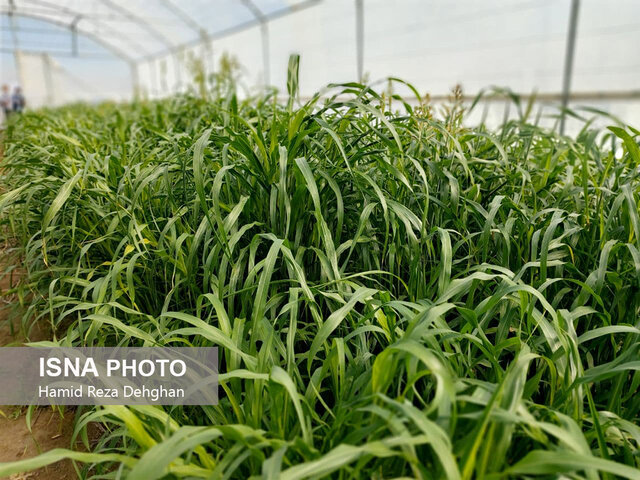 از تولید علوفه و نشاء محصولات گلخانهای تا تولید لبنیات سنتی