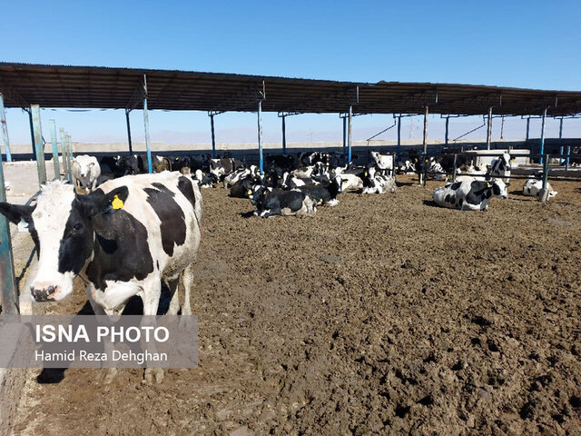 از تولید علوفه و نشاء محصولات گلخانهای تا تولید لبنیات سنتی