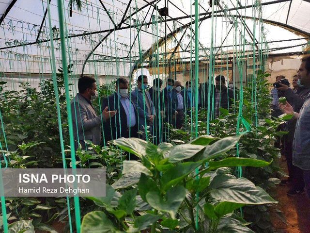 از تولید علوفه و نشاء محصولات گلخانهای تا تولید لبنیات سنتی
