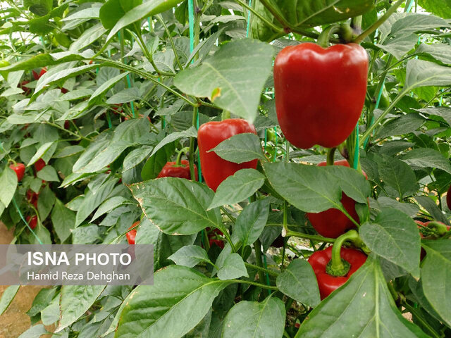 از تولید علوفه و نشاء محصولات گلخانهای تا تولید لبنیات سنتی