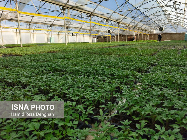 از تولید علوفه و نشاء محصولات گلخانهای تا تولید لبنیات سنتی