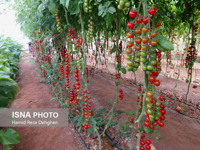 از تولید علوفه و نشاء محصولات گلخانهای تا تولید لبنیات سنتی