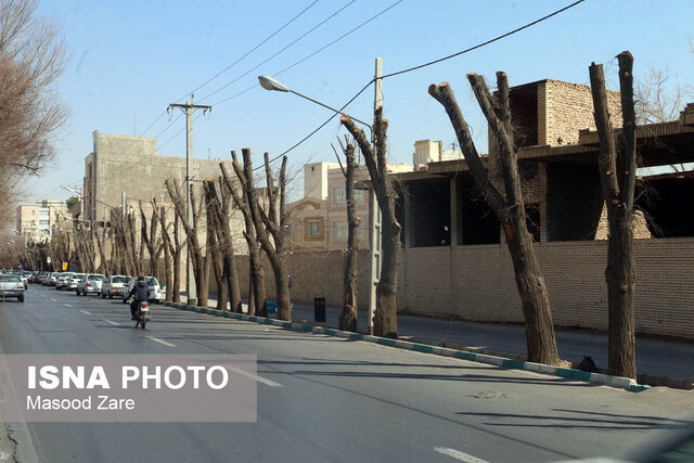 گردن زدن درختان در یزد