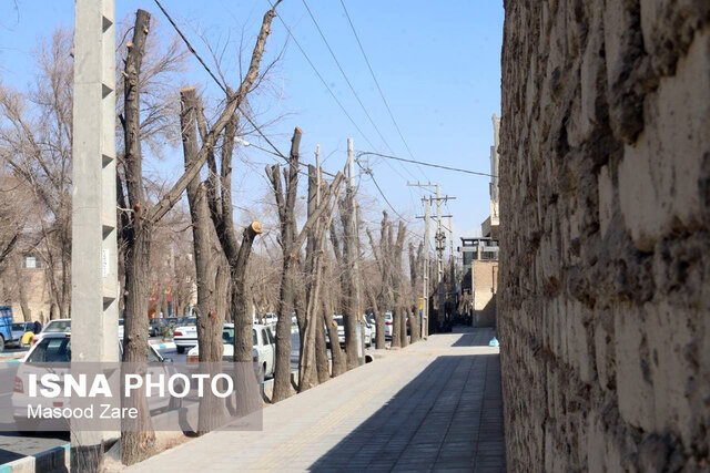 گردن زدن درختان در یزد