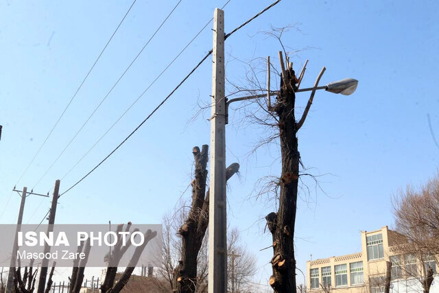 گردن زدن درختان در یزد