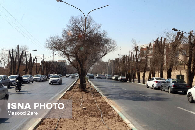 گردن زدن درختان در یزد