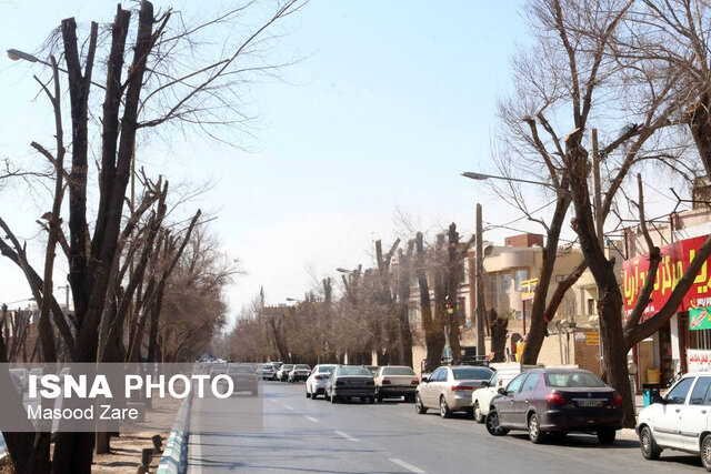 گردن زدن درختان در یزد