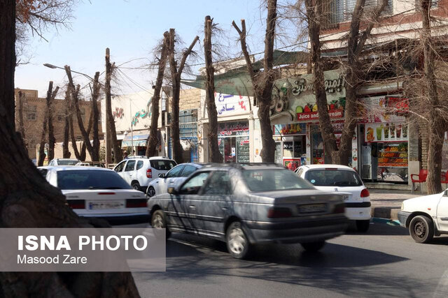 گردن زدن درختان در یزد