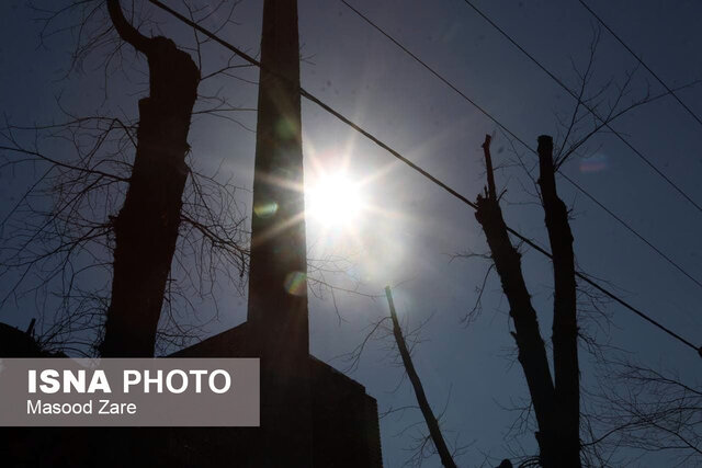 گردن زدن درختان در یزد