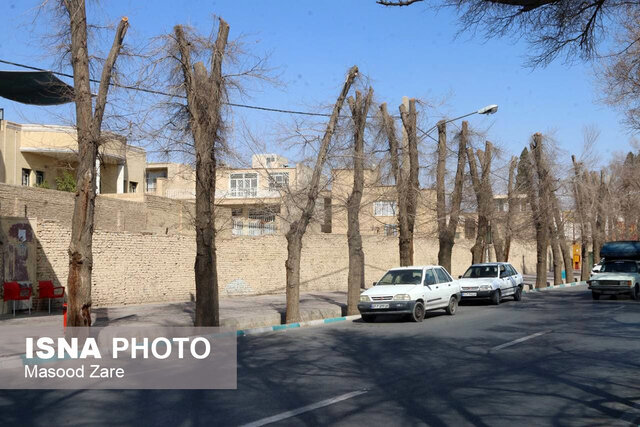 گردن زدن درختان در یزد