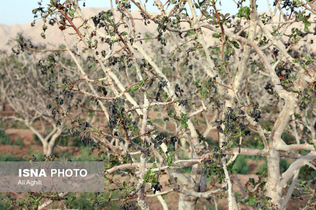 برآورد خسارات سرمازدگی به کشاورزی استان یزد از سوی کارشناسان کشوری