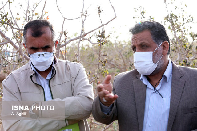 برآورد خسارات سرمازدگی به کشاورزی استان یزد از سوی کارشناسان کشوری 