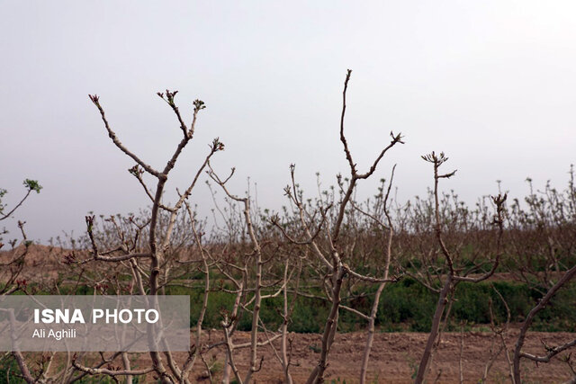 برآورد خسارات سرمازدگی به کشاورزی استان یزد از سوی کارشناسان کشوری