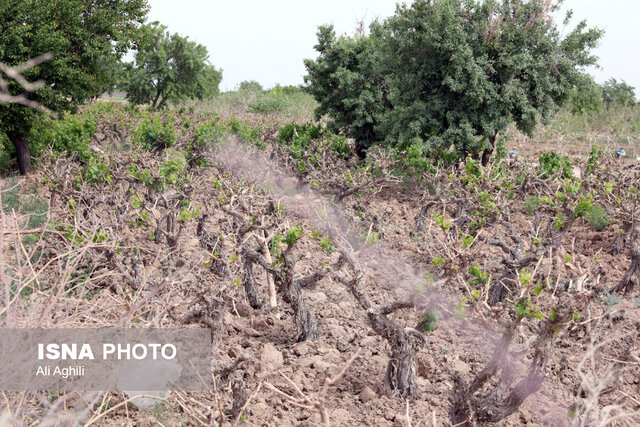 برآورد خسارات سرمازدگی به کشاورزی استان یزد از سوی کارشناسان کشوری