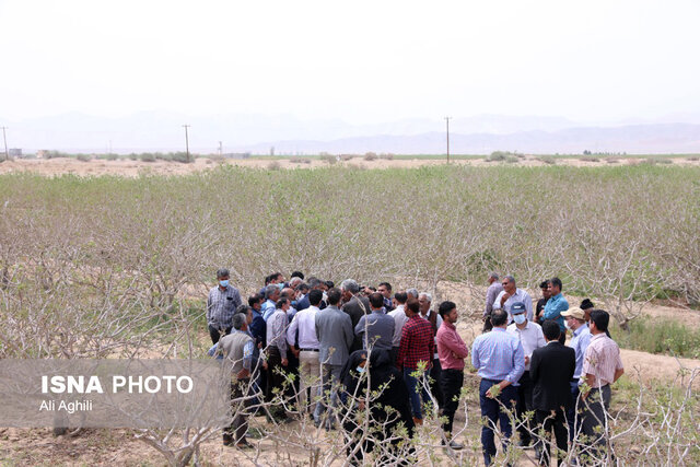 برآورد خسارات سرمازدگی به کشاورزی استان یزد از سوی کارشناسان کشوری