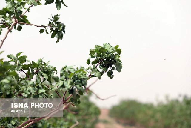 برآورد خسارات سرمازدگی به کشاورزی استان یزد از سوی کارشناسان کشوری