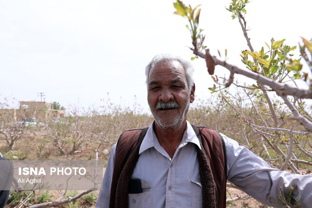 برآورد خسارات سرمازدگی به کشاورزی استان یزد از سوی کارشناسان کشوری