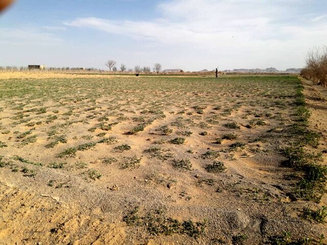 کام تلخ کشاورزان ابرکوهی با خسارت چندین هزار میلیاردی