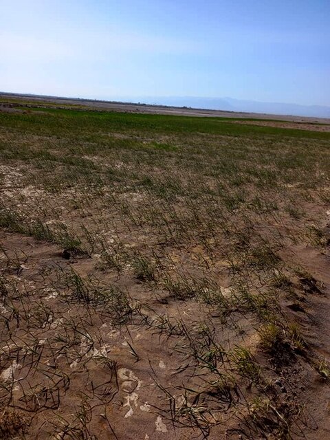 کام تلخ کشاورزان ابرکوهی با خسارت چندین هزار میلیاردی