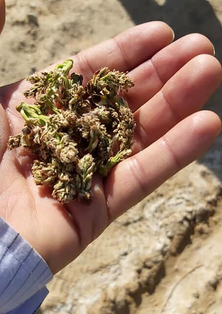 کام تلخ کشاورزان ابرکوهی با خسارت چندین هزار میلیاردی