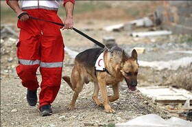 اعلام آمادگی هلال احمر یزد برای کمک به روند آواربرداری متروپل