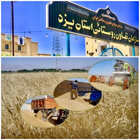خریداری ۲۷۰۰ تن گندم از کشاورزان یزدی تا پایان تیرماه