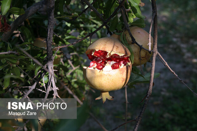 جشنواره یاقوت های سرخ به ایستگاه سریزد رسید  جشنواره یاقوت های سرخ به ایستگاه سریزد رسید