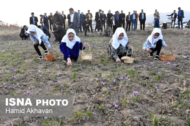 عرضه زعفران بهاباد به نام زعفران اسپانیا در کشورهای جهان 