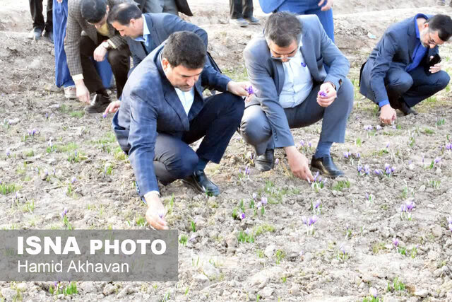 عرضه زعفران بهاباد به نام زعفران اسپانیا در کشورهای جهان 