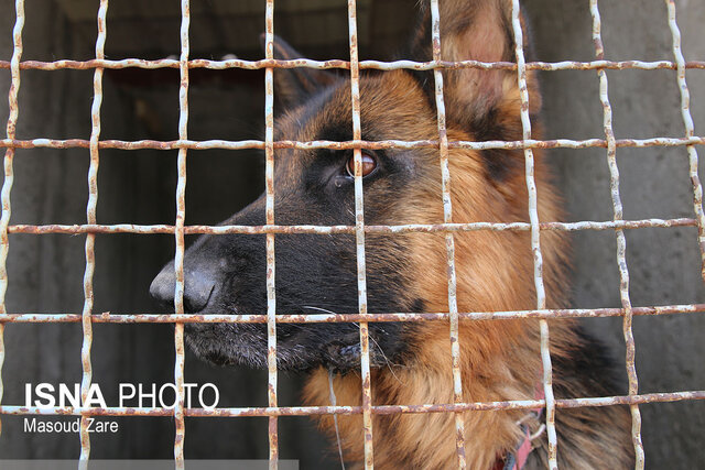 سگهای بیپناه در پناه شهرداری یزد