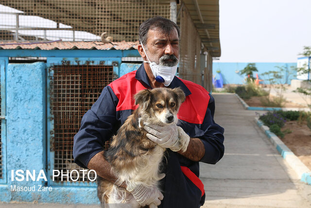 سگهای بیپناه در پناه شهرداری یزد