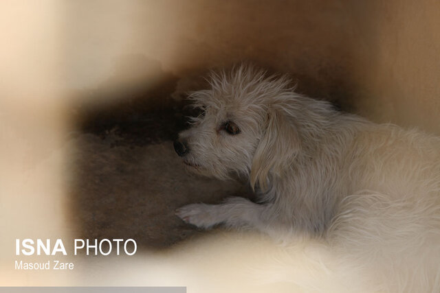 سگ‌های بی‌پناه در پناه شهرداری یزد