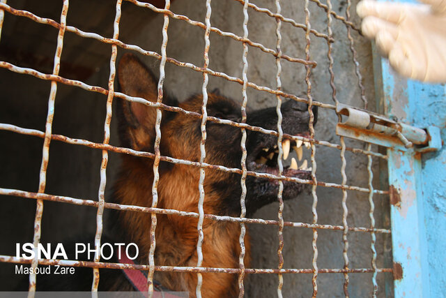 سگ‌های بی‌پناه در پناه شهرداری یزد