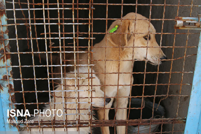 سگهای بیپناه در پناه شهرداری یزد