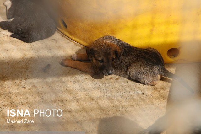 سگ‌های بی‌پناه در پناه شهرداری یزد