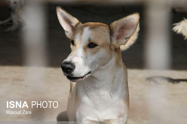 سگ‌های بی‌پناه در پناه شهرداری یزد