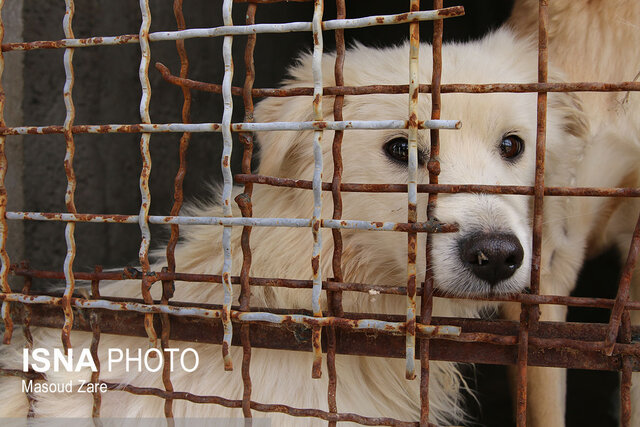 سگ‌های بی‌پناه در پناه شهرداری یزد