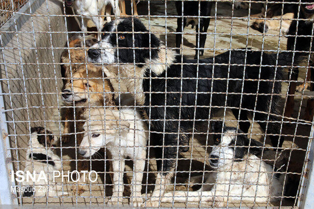 سگ‌های بی‌پناه در پناه شهرداری یزد