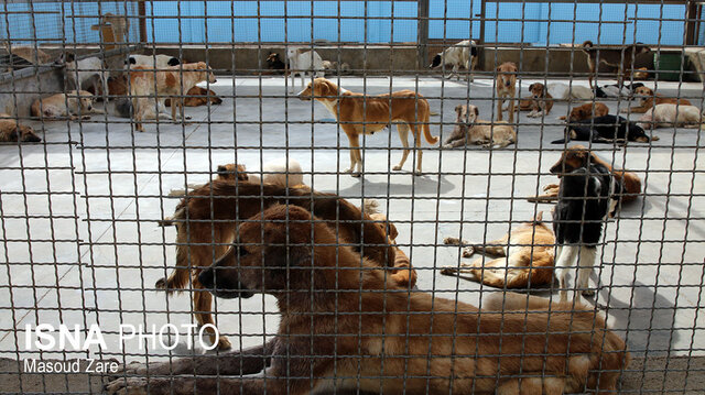 سگهای بیپناه در پناه شهرداری یزد